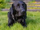 Black Labrador dog portrait outdoors. Art Print